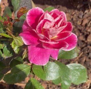 MISS SASSY (floribunda)